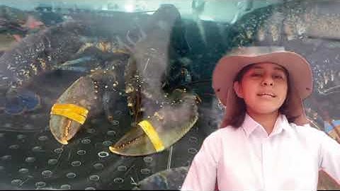 Video tour Bergen, Norway English 3 Ujat