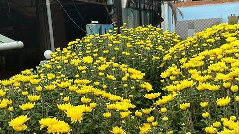 Cung Cấp Hoa Cúc Đại Đóa Tết Khánh Hòa 2023 D 1M2 1M 90 60 40 CÔNG TY CP SX KD HOA CÚC A NHÀN