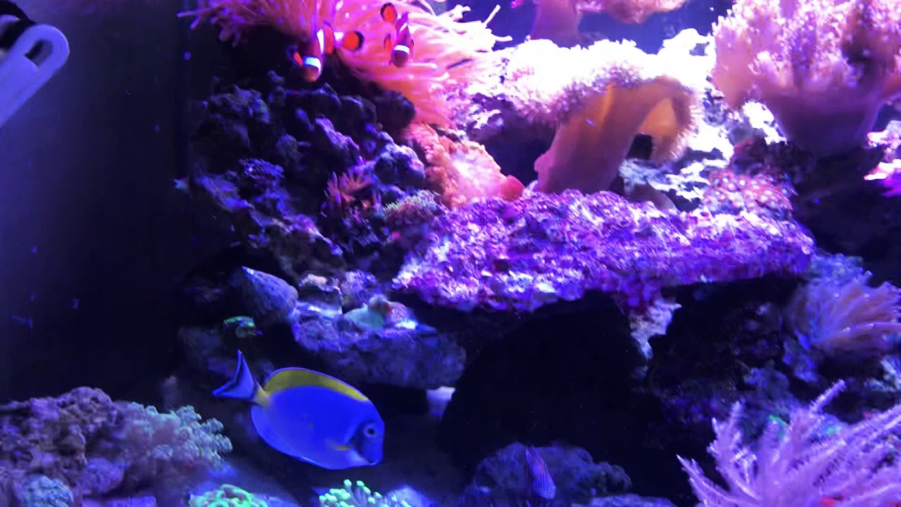 Белогрудый хирург - уход.