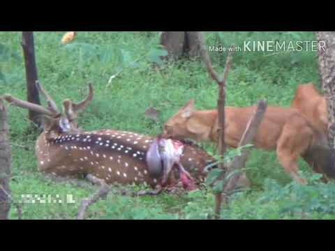 ভিডিও: শিয়ালকে কীভাবে অন্ধ করবেন