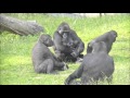 33 day old gorillatwin @Burgers' Zoo - part 6