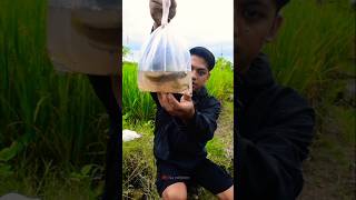 1 Hari Mancing Ikan Channa Di Got Sawah Hasilnya Puas Sekali #vlog #minivlog #viral