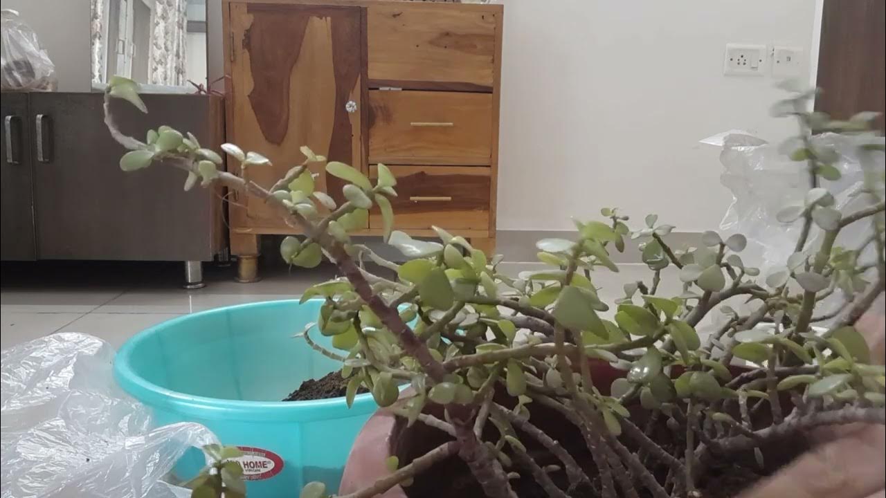 How to Repot Jade Plant, Reporting and care tips for Jade Plant Easiest way YouTube