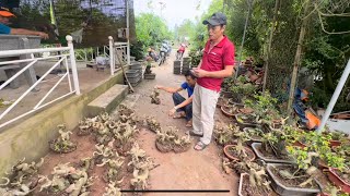 Bonsai tổng hợp ngày 20/5/24