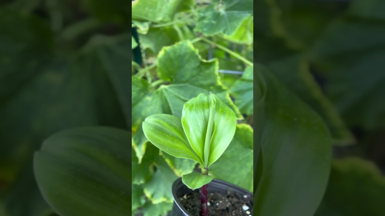 Rare Insulin plant for health benefits