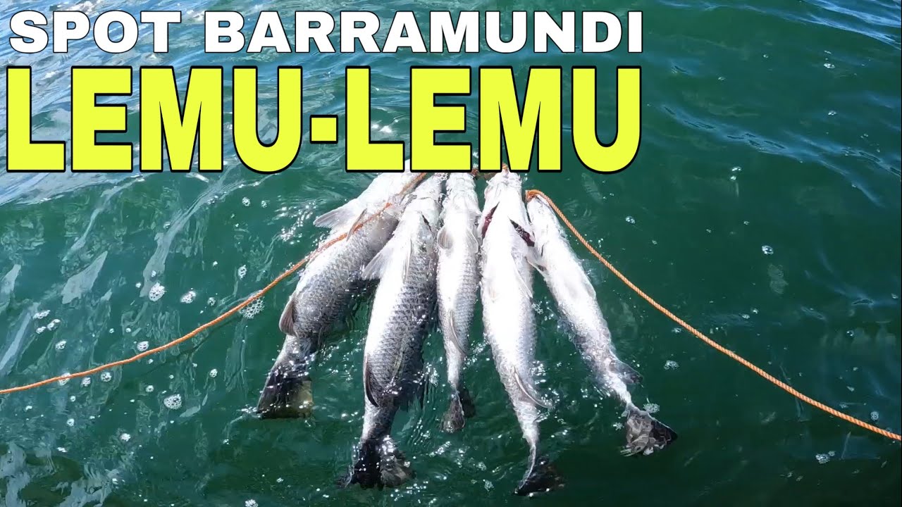 Cara memancing kakap putih dengan teknik telosoran umpan udang putih