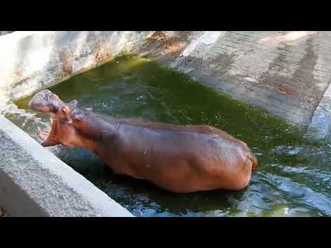 Vandalur Zoo, Chennai | Vandalur Reserve Forest #india travel blog #viral