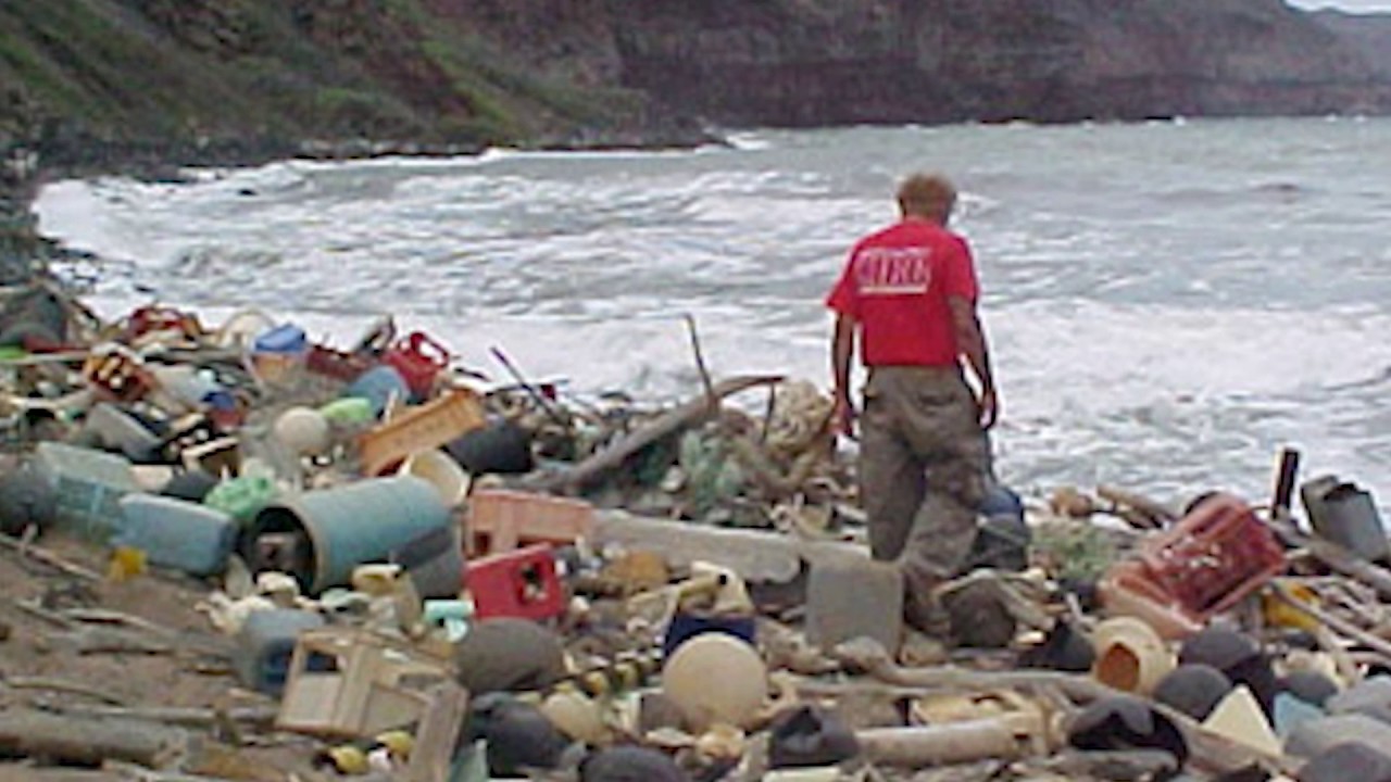 Morpho Minute - Coral Reefs