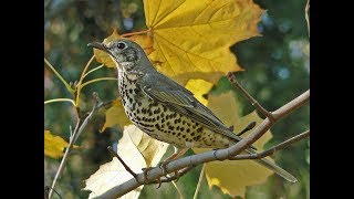 songbird fishing  Calcarius lapponicus