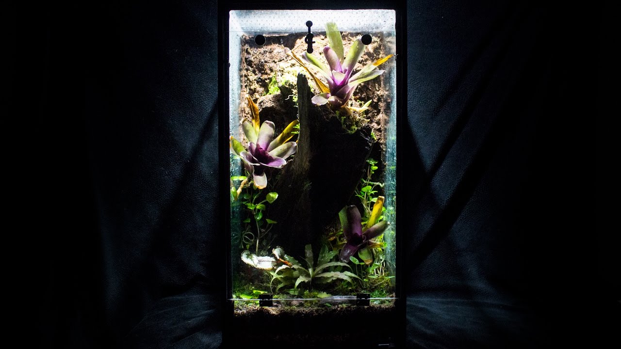 Setup Plant Your Naturalistic Vivarium 10g Aquarium To Viv setup-plant-your-naturalistic-vivarium-10g-aquarium-to-viv