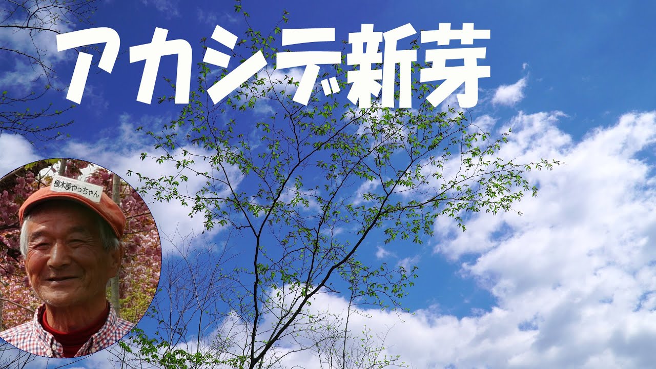 山採り自然樹形アカシデ新芽 植木屋やっちゃん - YouTube