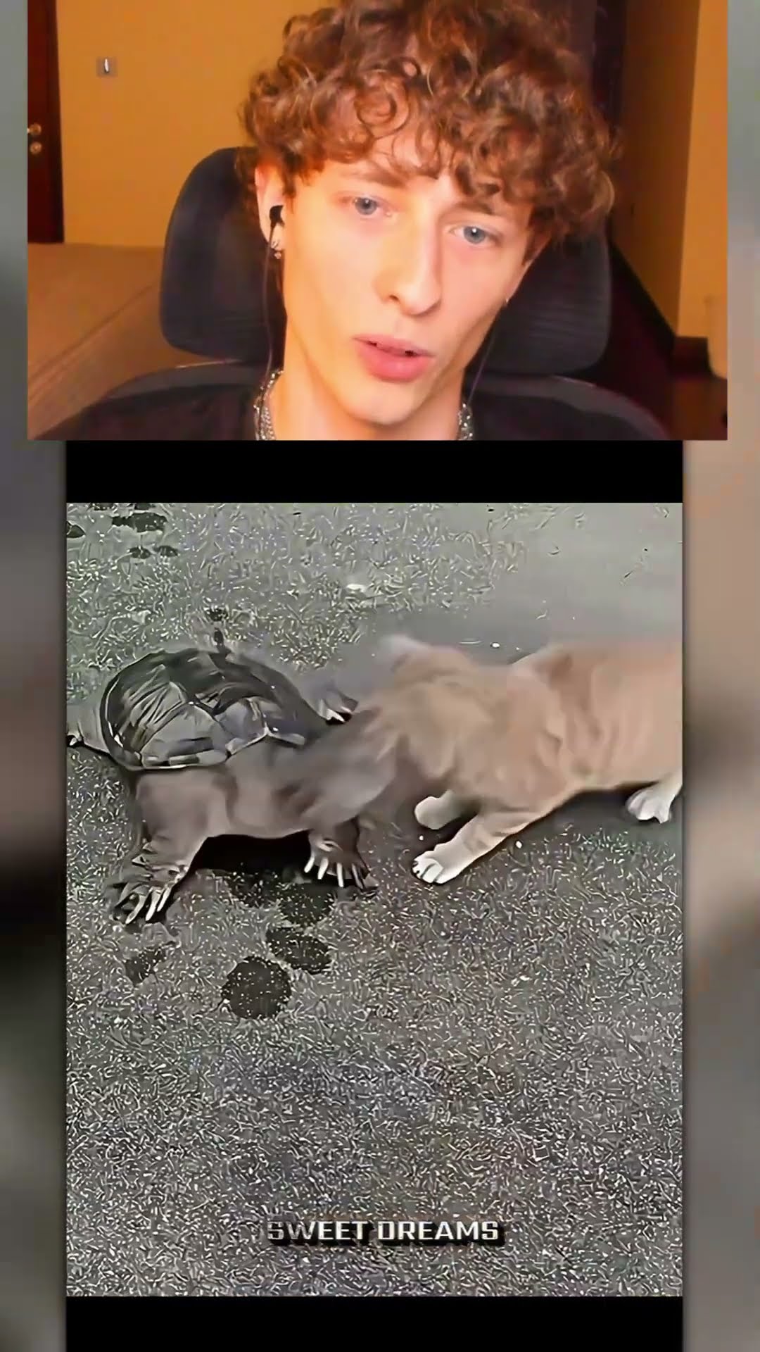 Los GATOS con mayor REFLEJO?