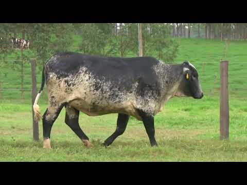 LOTE 130   21º LEILÃO SANTA LUZIA   LEITE COM RAÇA🥛🐄