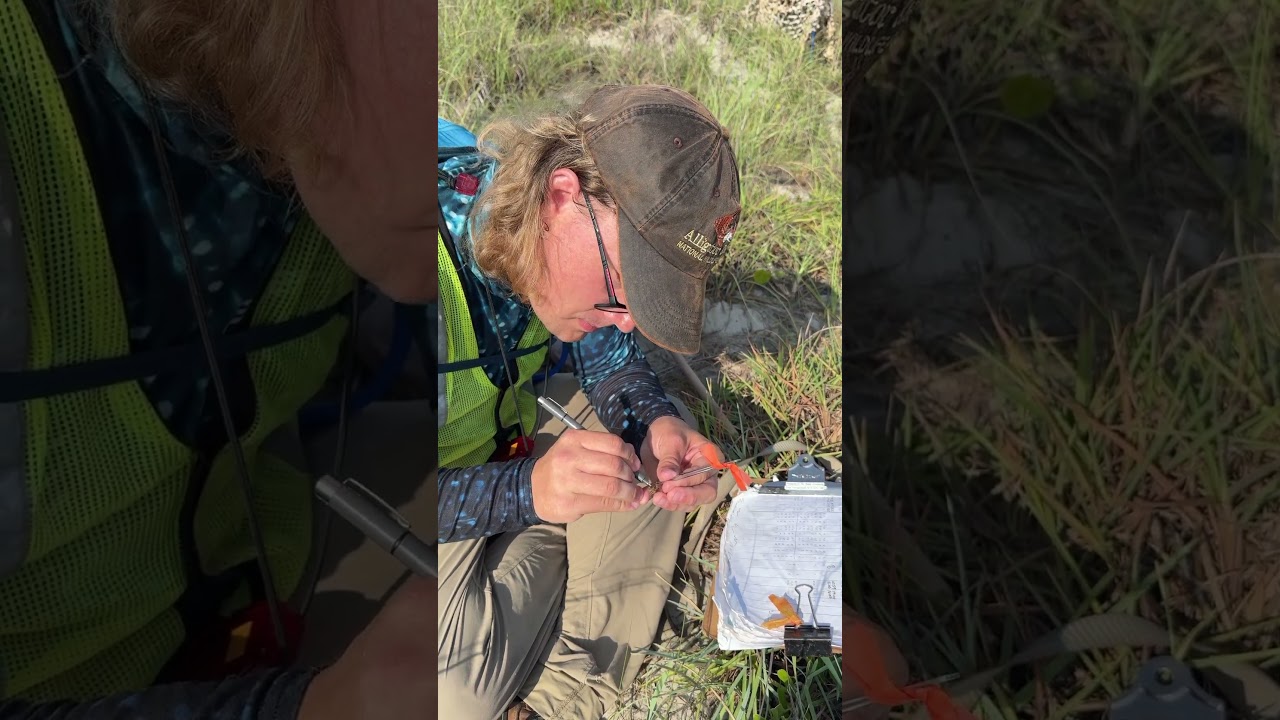 Mark-recapture on the Crystal Skipper from this mornings filming.  Subscribe. 