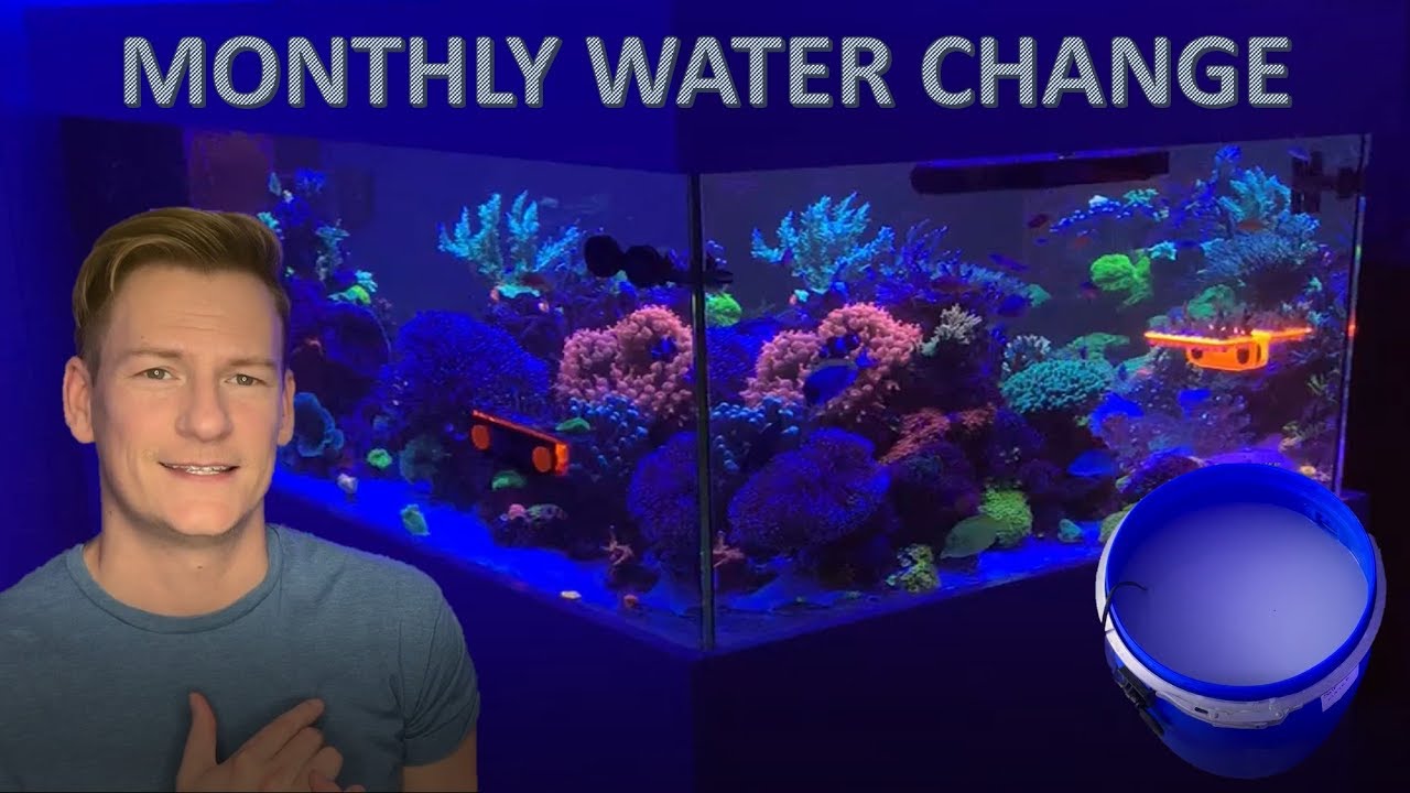 Monthly water change on My 1000 litre reef tank YouTube