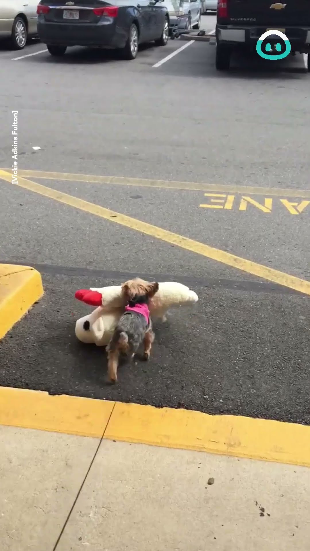 Dog Loves To Go Shopping || ViralHog