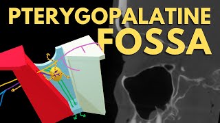 Pterygopalatine Fossa Anatomy | PPF Boundaries and Foramina | Radiology Anatomy Part 1 | CT Brain