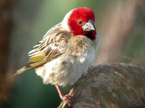 Canto do quelea-de-cabeça-vermelha | Pássaros Org