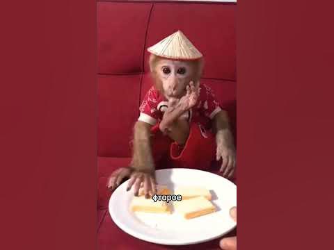 Бибизяна - YouTube