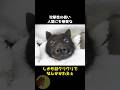 オオコウモリは犬でした..🐶🦇 #動物 #雑学 #豆知識 #オオコウモリ #かわいい