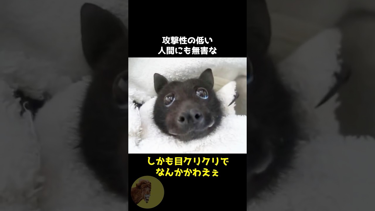 オオコウモリは犬でした..🐶🦇 #動物 #雑学 #豆知識 #オオコウモリ #かわいい