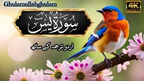سورة يس مكتوبة مكررة ٣ مرآت من (الآية 38   إلى الآية 44)Surah Yaseen with urdu translation