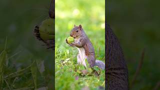 The squirrel found a jackpot 🐿️ #beautiful #animals #series