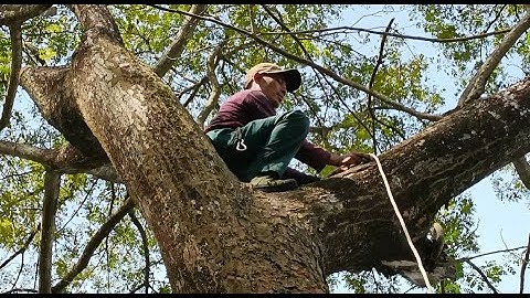 Cưa cây còng siêu khủng lồ , Siêu to .Saw the super big handcuffs , Super giant