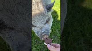 Peppa the Pig gets an ice cream sandwich