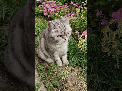 #кошка #кот #котики #забавныеживотные #забавныекотики #shorts #shortsvideo #британец #cat