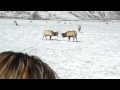 Antlerdreamer productions  up close elk rattling antlers