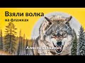 Взяли волка на флажках часть 2 #охота #волк #трофей #спектроптик #технологииохоты #прицел #hunting