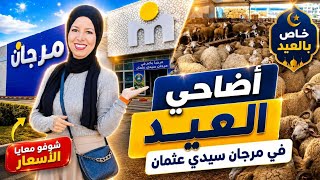 اجي تشوف الحولي🐑 شحال داير في الدار البيضاء مرجان سيدي عثمان-عيد الاضحى 10/5/2026