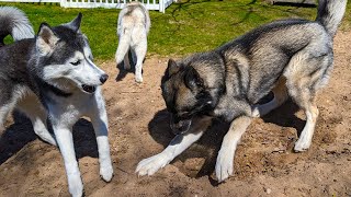 Its My Hole Stubborn Husky Refuses To Share The Digging