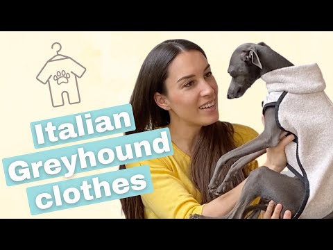 Video: Italian Greyhound Aub: Yug Cov Yam Ntxwv