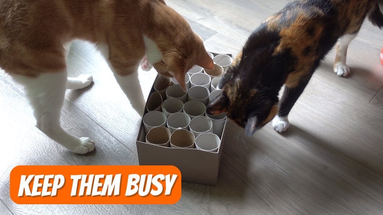 We Are Making An Interactive Cat Food Toy YouTube