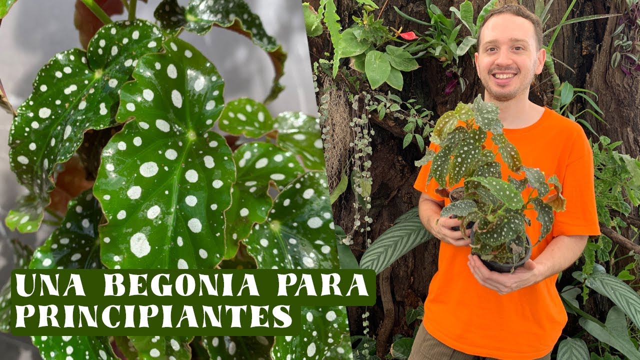 Cuidados de la begonia maculata, reproducción, riego y claves de su cuidado.