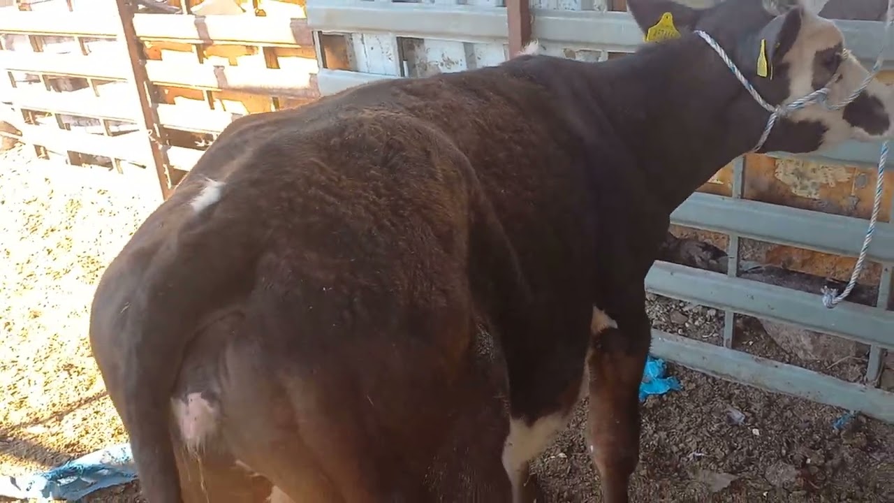 büyükbaş hayvanlarda ayak şişmesi ve tedavileri 1