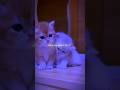Golu Molu 💕🐈|| Cute kitty🐱|| Tranding ❤️‍🔥 || #shorts #lyrics #edit