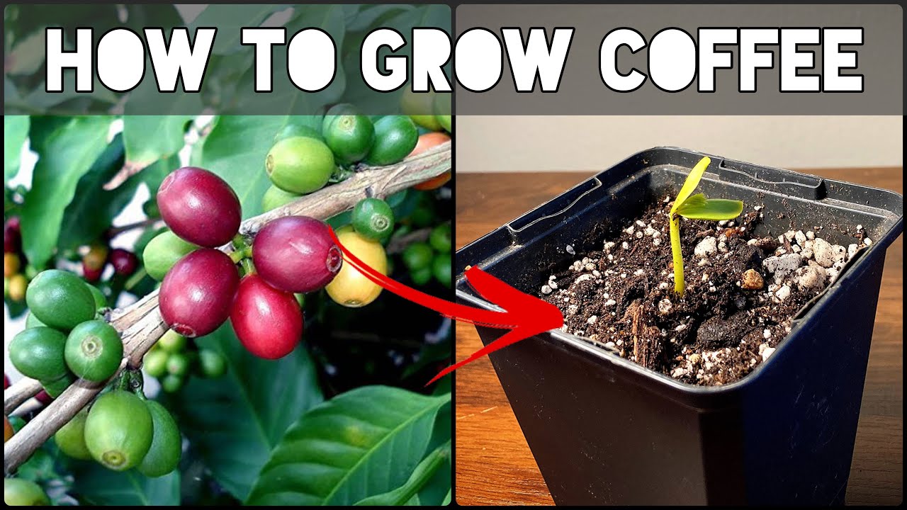 How To Grow Coffee From Seed! YouTube