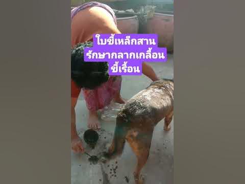 ใบขี้เหล็กสานบดละเอียดรักษาโรคกลากเกลื้อน ขี้เรื้อนสุนัข - YouTube ใบขี้เหล็กสานบดละเอียดรักษาโรคกลากเกลื้อน ขี้เรื้อนสุนัข - Youtube