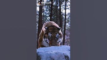 Thumbnail of Tiger vs Lions