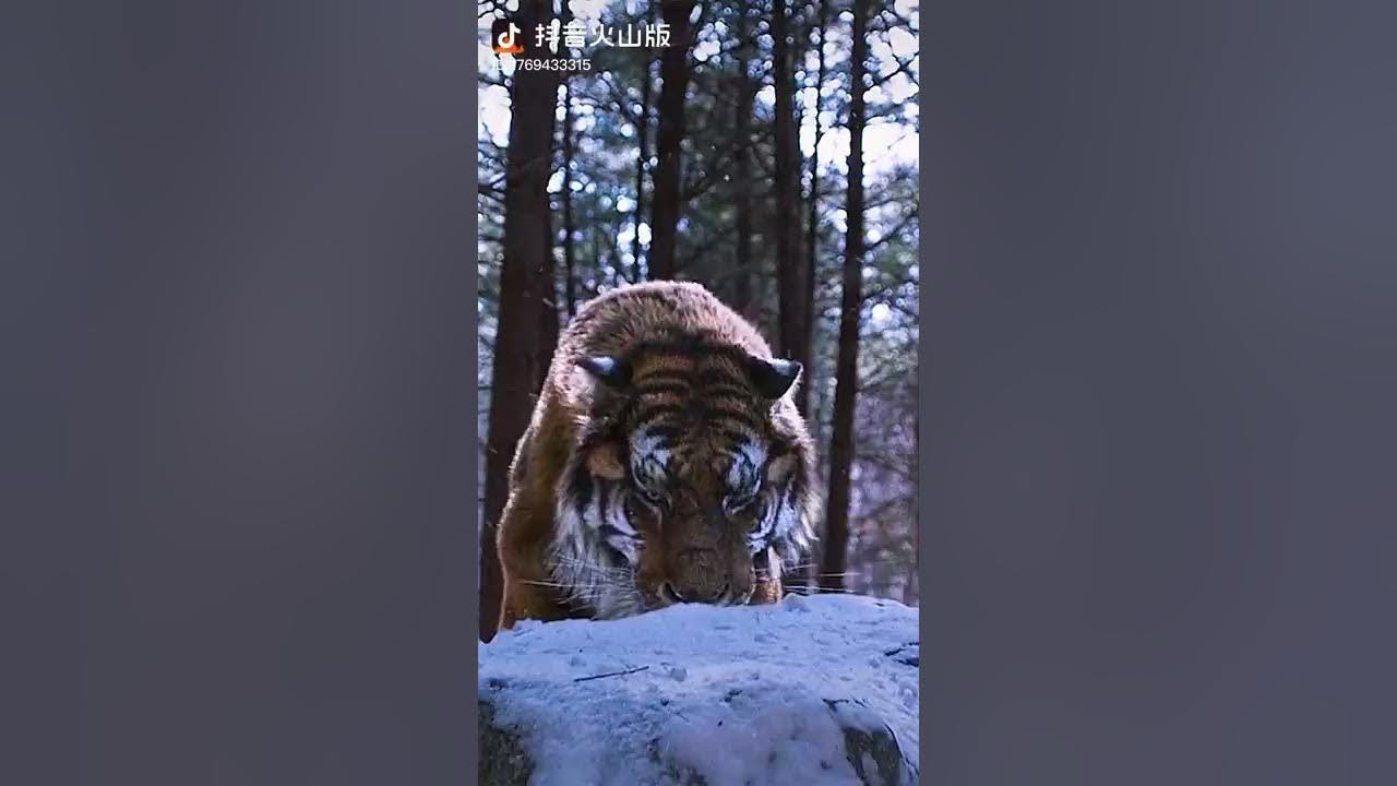 Tiger vs Lions
