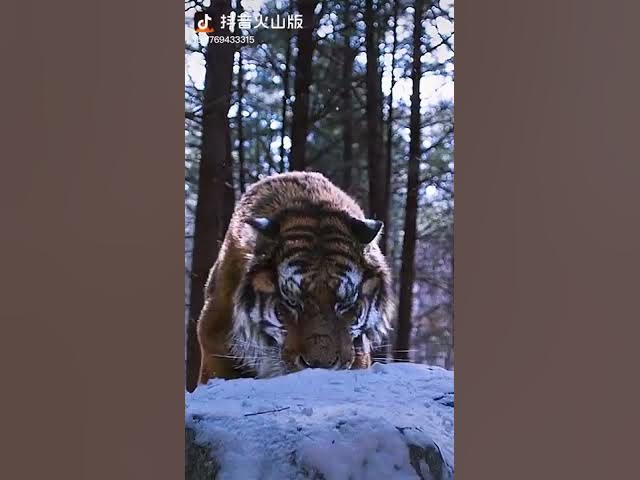 Tiger vs Lions