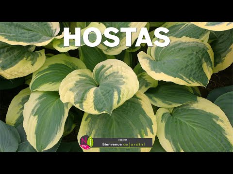 Vidéo: Différents types d'Hostas - En savoir plus sur les variétés courantes d'Hostas