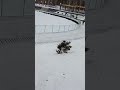 Раннее утро в парке!! ❄🎿⛔ #shorts #shortvideo