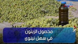 الموصل – مزارعو قرية الفاضلية في سهل نينوى يجنون محصول الزيتون ذو الجودة العالية