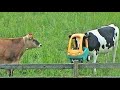 Hilarious animal moments 69