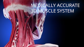 Medically accurate muscular system 3d model