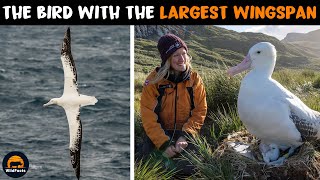 Wandering Albatross - The Eagle-Sized Albatross